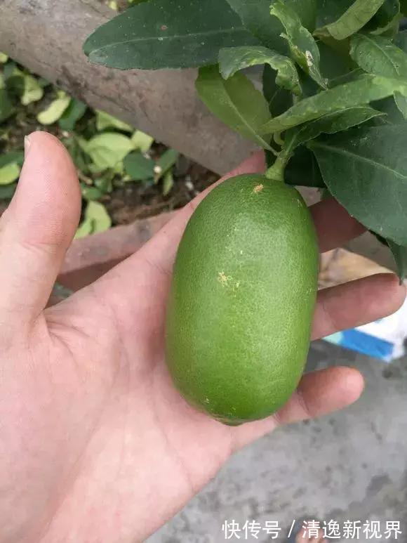 阳台种水果,行家都选4种,简单好养活,爱长果子,边摘边吃!