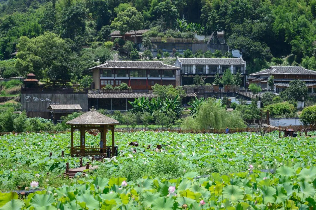 荷花季|夏日最美荷花季！霞浦这两处赏荷地，你去过没有？