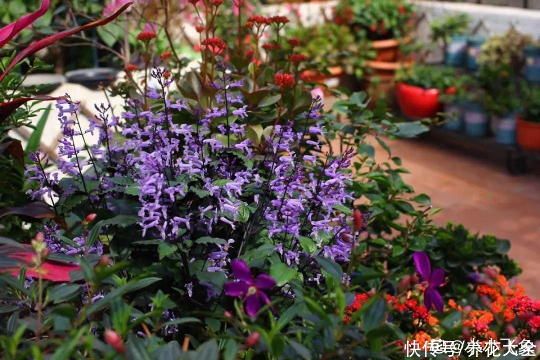 绿萝|家里别只养绿萝，15种精致耐阴花，光照不好也能长很美