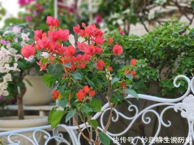 45种三角梅品种,红、橙、黄、绿、白、紫,每一种都很好看!