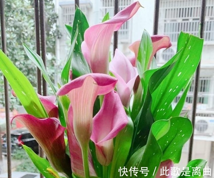 最适合新手养的4种花,花色艳花量大,一开就美爆,养1盆超美!