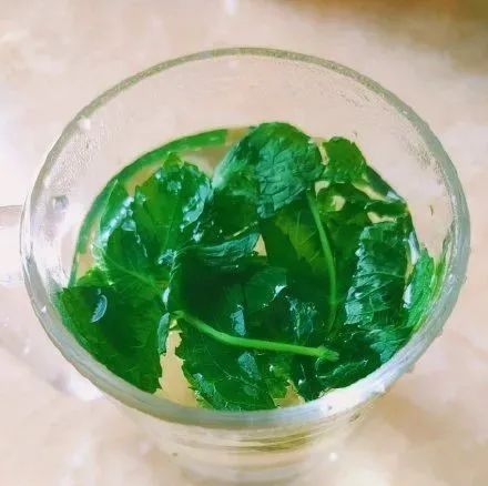 蚕豆病|夏季水杯里最该泡的叶子就是它！醒脑、利咽、祛暑、防感冒