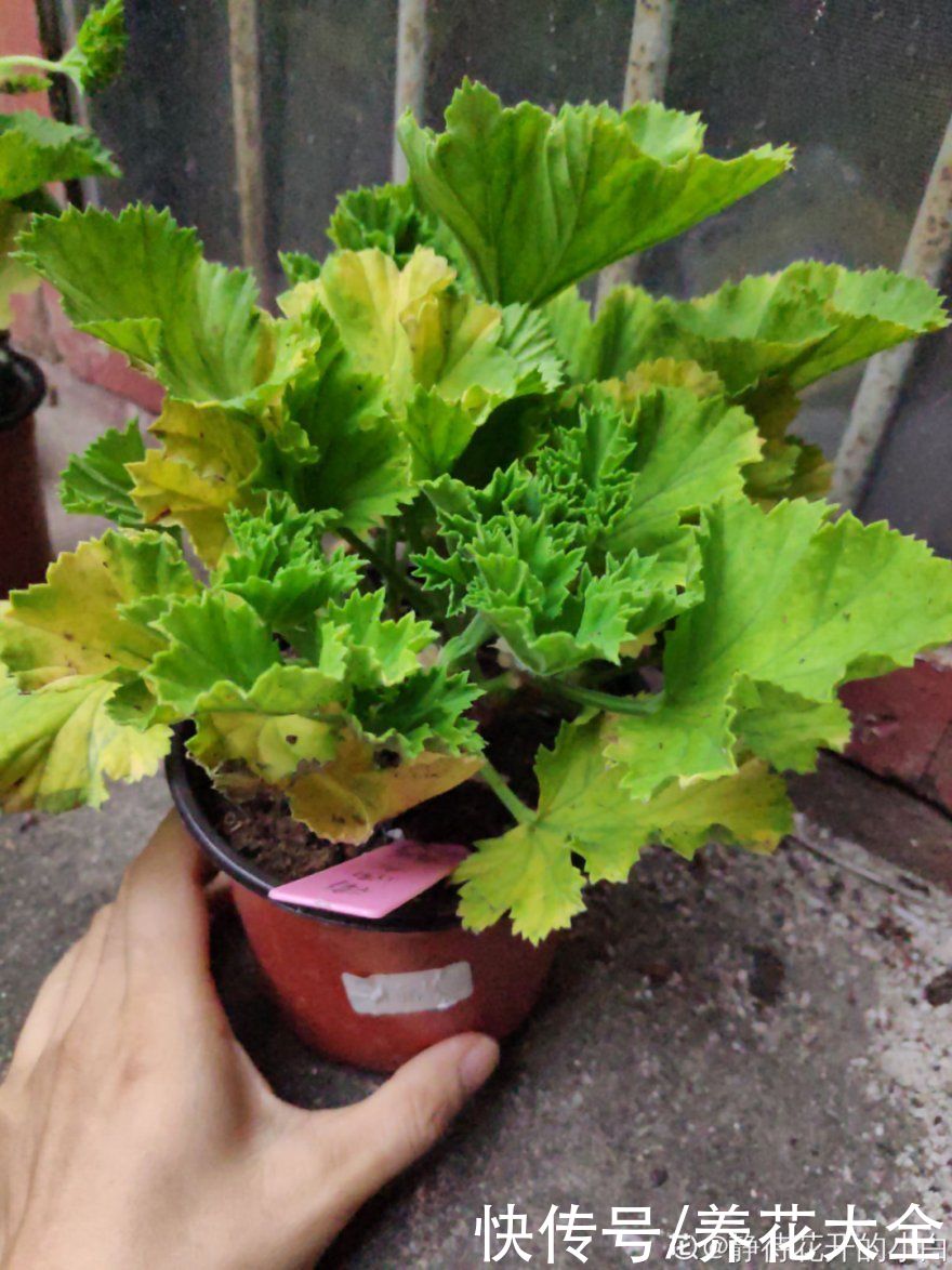 三角梅|天热要修剪的花，不剪死得快，活不过夏天