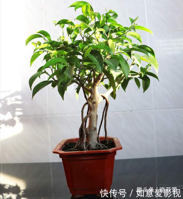 阳台再小,也能养3种树,小盆就能养,个个都是“传家宝”