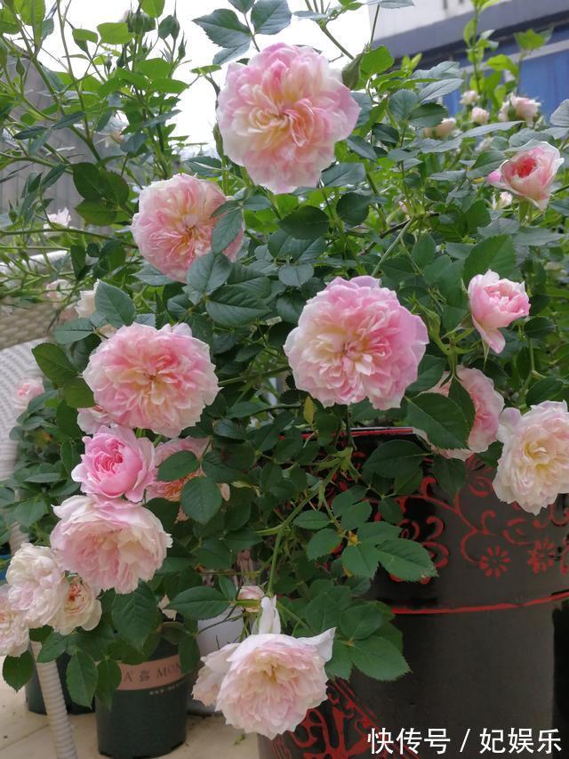 阳台盆栽养花，这款很优秀，花多易爆盆，四季开不停，好看又好养