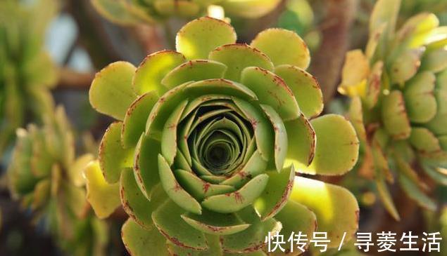 多肉植物|用生命开花的3种多肉植物，开完就死，你家有的话要小心