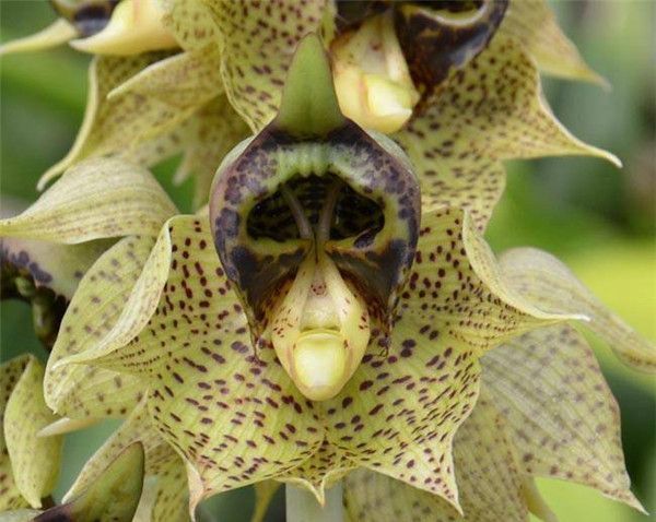 养花试试这几款,花期长达半年赏心悦目