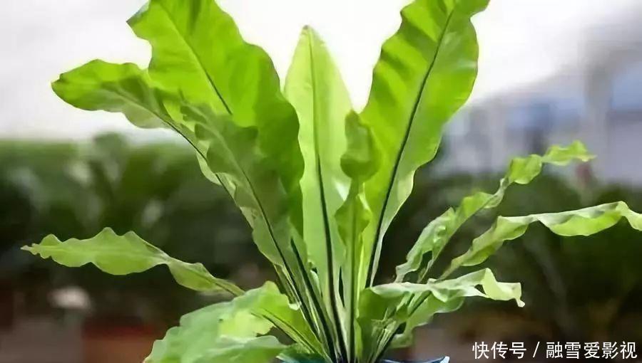 甲醛|家里养这12种“吸毒”绿植,净化空气,老人小孩少生病