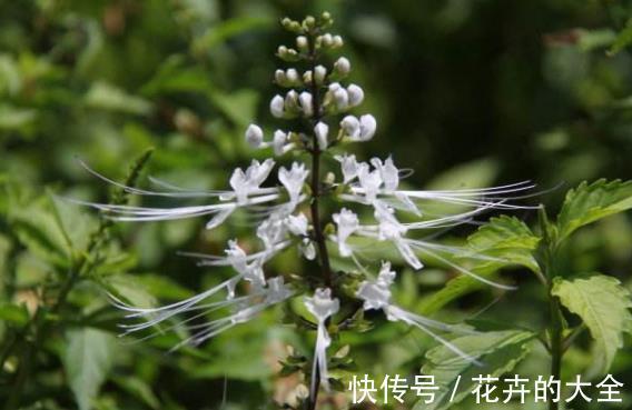 野草|一种农村最罕见的野草,开花时像极了猫须,用沸水冲泡最好用