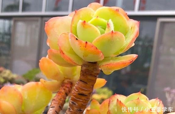 碧桃今年和去年对比,差别可不是一般大,希望一年比一年美!