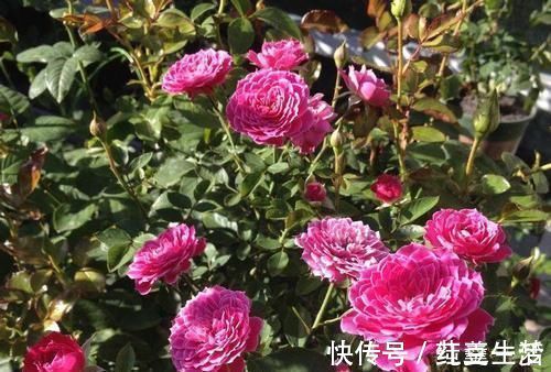 阳台|此花漂亮若牡丹,香味清新,四季开花,是阳台盆栽佳品