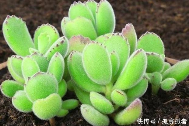 自制肥养花篇将洋葱一处理,就是上好的肥料、生根水、杀虫剂!