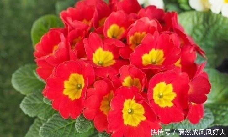 4种花好养易活,开花漂亮爱爆盆,一养就上瘾