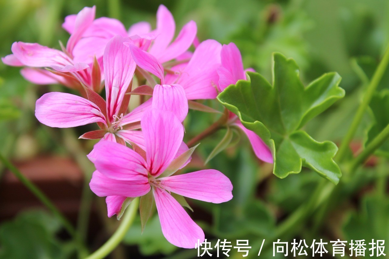 花裙子|此花犹如一个妩媚的女子，让人如痴如醉，代表着幸福就在你我身边