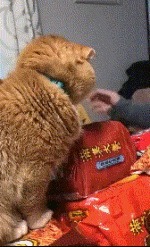 |搞笑GIF段子:美女,开车要握住方向盘不能看帅哥,注意前方有车