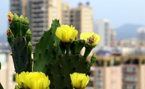技巧|养了三年的仙人掌，今年开花了，拍照给大家看看，内附促花技巧