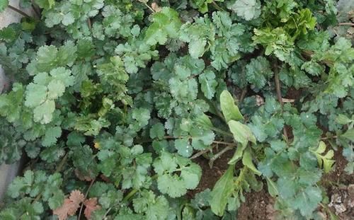 人到中年|人到中年要长寿,每天多吃3种食物,健脾养胃,降血压降血脂