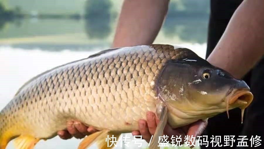 饵料|别嫌我啰嗦，夏天一旦换用这鲤鱼钓法，不吹不黑，三天两头就想钓