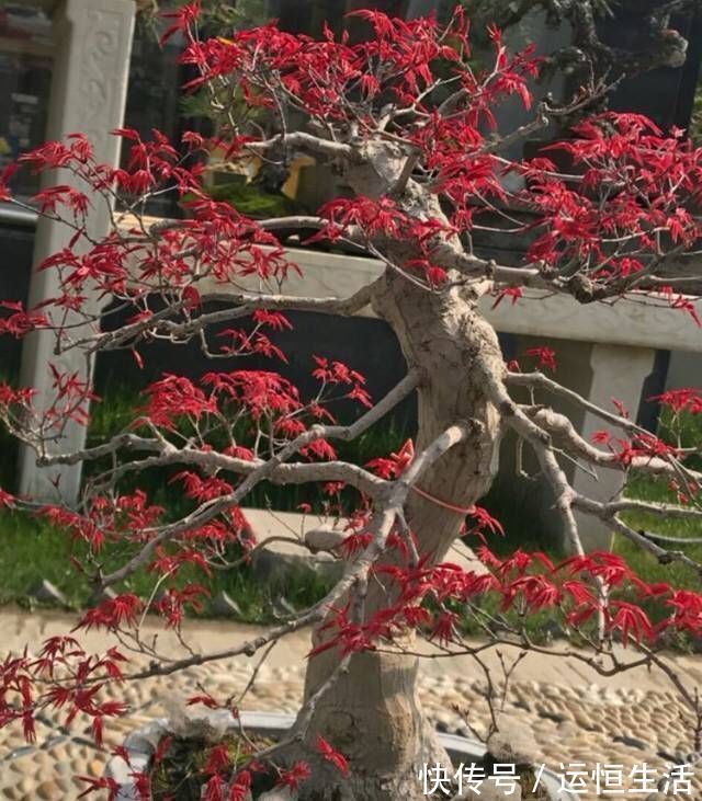 养护的红枫盆景桩头太高了怎么矮化红枫盆景控制高度的方法