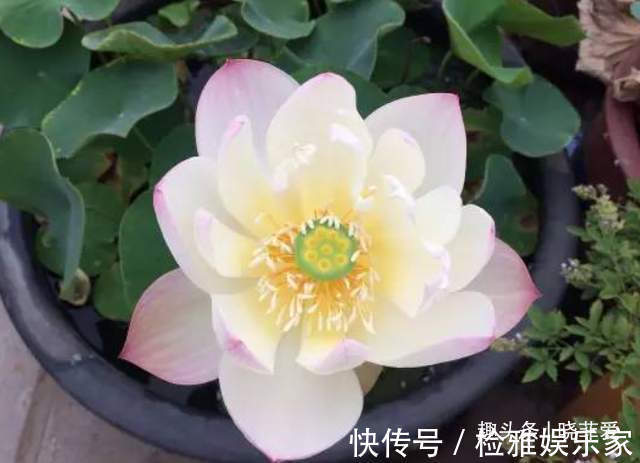 叶片|8种“喜水花”,不怕浇死了,越浇水长得越旺,手不勤养不活