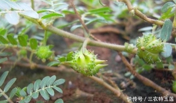 农民|此种黄花野草,果子粘人,被农民当成害草,却不知是清肝明目良药