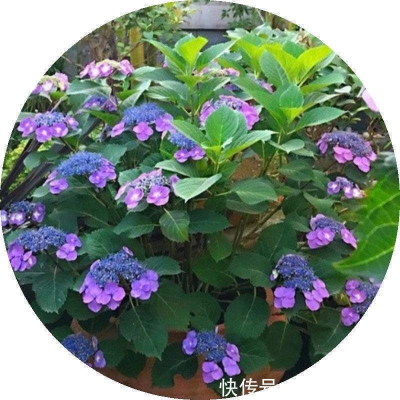 要点|养绣球花不难，掌握6个要点，花球又大又鲜艳！