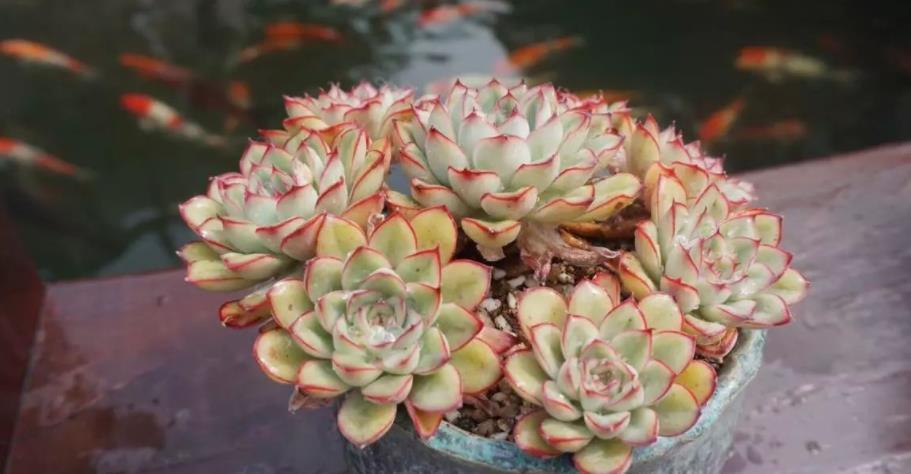 花友|夏季入手养殖多肉,磨合好这3方面,没有烦恼