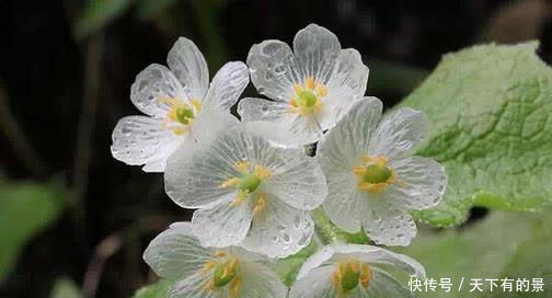 别错过这款“水晶花”，花瓣遇水变透明，单季绽放“可遇不可求”