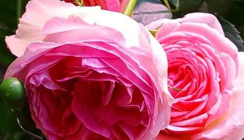  花朵|超受欢迎的3种花，丢地里就能活，花开之时香飘满屋，是盆栽佳品