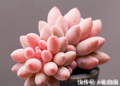 观赏价值|盘点8款胖多肉,颜值高好养护,喜欢多肉一定别错过!