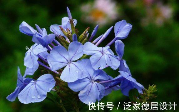 马蹄莲|农历6月28号起,最适合养这些花,四季开花不断,开花美长势旺