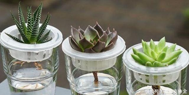 多肉法师|这“三多肉”是喜水大户,“泡水养”不软化,叶子长得肥嘟嘟