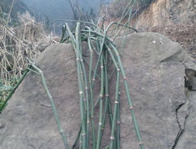 适应能力|墙角下,有1种“节节草”很旺盛,挖10棵种起来,变盆栽、珍贵!