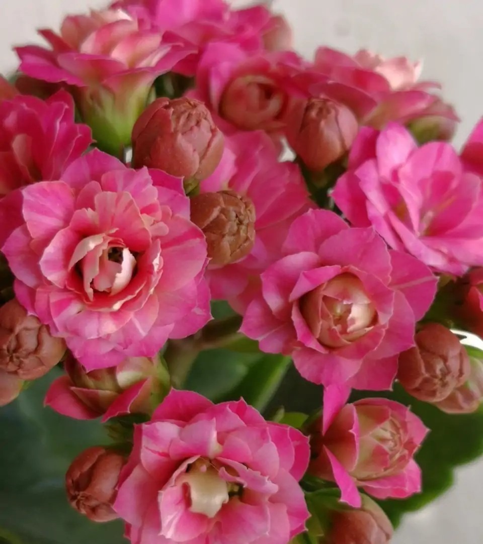 75个长寿花品种，一个比一个美，一起来认识一下吧！