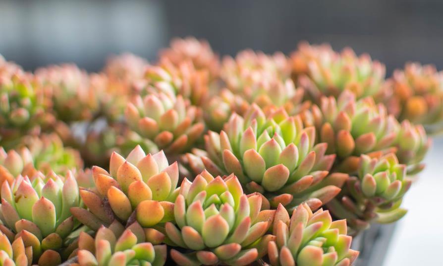 夏天多肉植物渡难关,掉叶水化介壳虫,用一招最管用