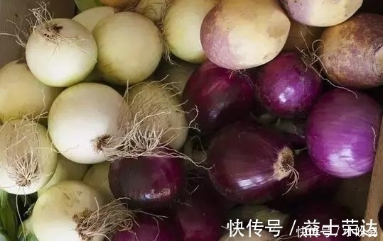 差距|洋葱到底买紫皮的还是白皮的？原来差距在这里，别再买错了