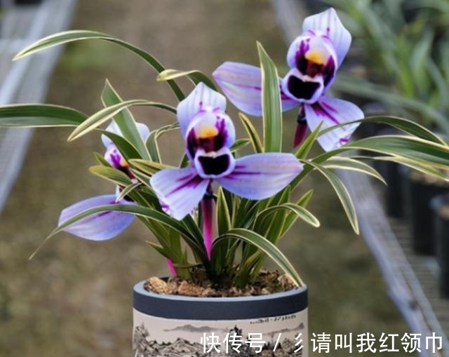 兰花界新宠,矮种—紫月荷,开花后自带仙气,百看不厌,百赏不倦