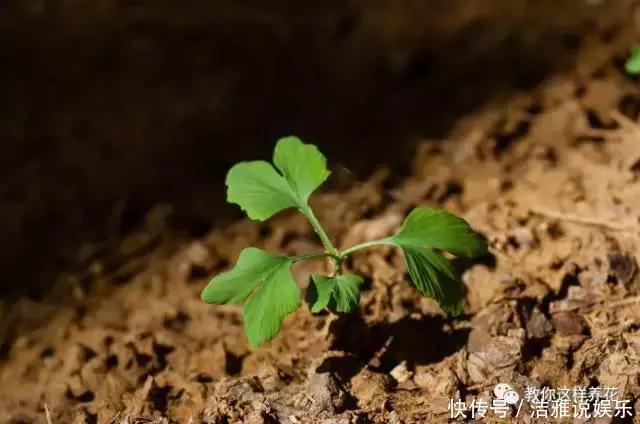 小苗|银杏还在买树上摘几粒种子丢盆里，洒点水，2周长成小苗！