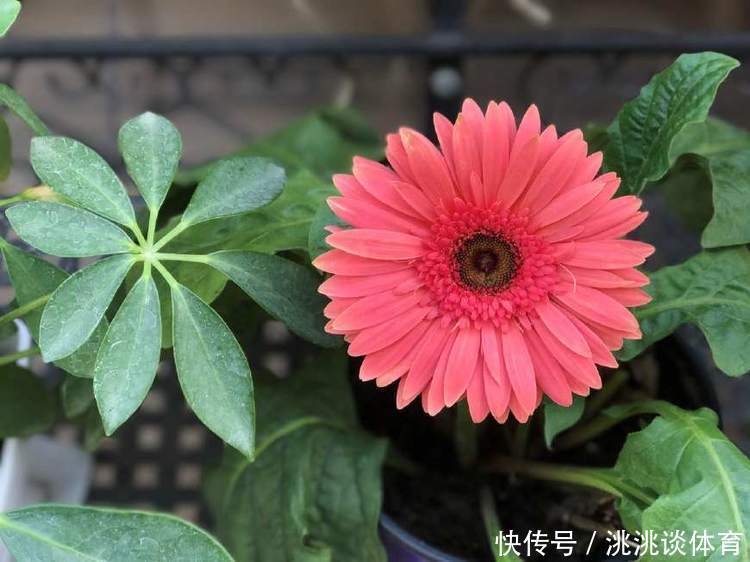 石竹|5月6日开始，家养此款花卉，花色鲜红有生机，花美色艳，四季赏花