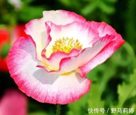 芹菜花|4种花很漂亮,好养易活能爆盆,花色鲜艳夺目,花朵美艳迷人