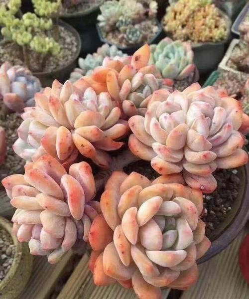 多肉不晒太阳,叶子就没有状态,夏天放在室外,才能变得红彤彤