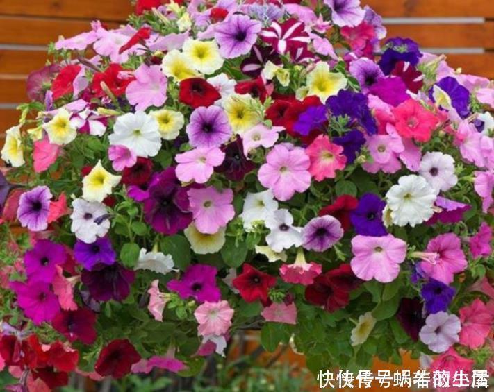 钾肥|4种花，耐热又耐冷，四季都有花赏，一开就是200天