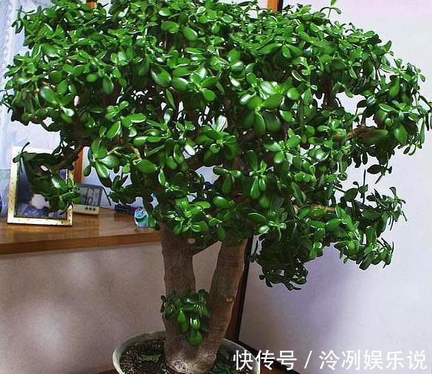 妙招|玉树养护小“妙招”，茎干粗壮，叶片油绿，变“玉树临风”！