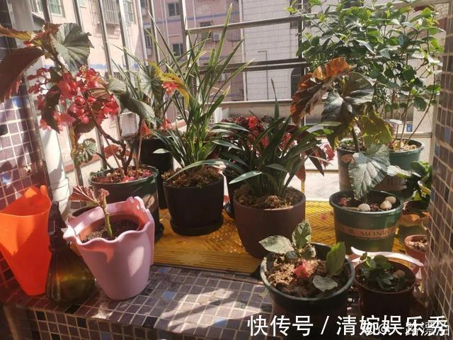 10种“垃圾”不要丢,拿来养花效果好,还能省下一笔钱