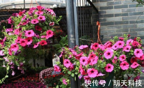 八种开花植物,好看还好养,养在家中,花开爆满阳台,好看极了!