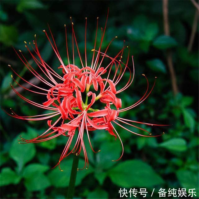 鳞茎|最有传奇意义的一种花草，它亦正亦邪，被称为邪恶与神圣的象征！