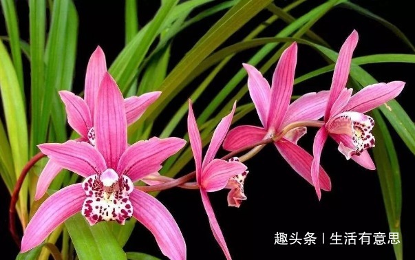 给3种花“喂点醋”,15天喂“1次”,枝叶乱窜,花朵挤爆盆!