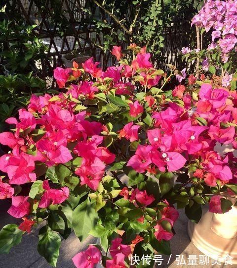 给三角梅修剪,记住“时间点”,开成大花团,真正的“开花机器”