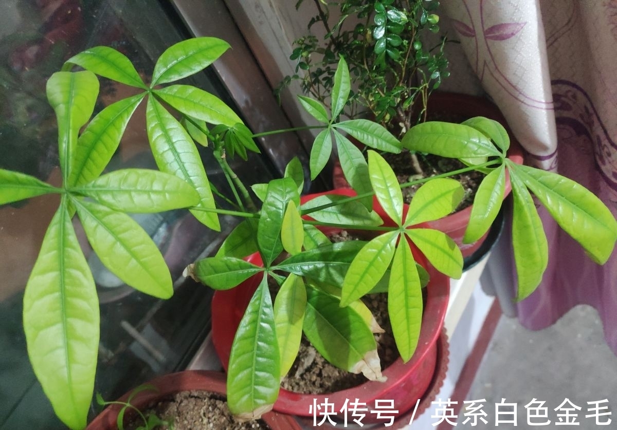 3种花就得用小盆“挤着养”,盆小水少,反而长得旺盛
