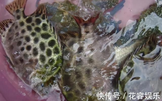 上市场买鱼,就挑4种,肉厚刺少,味道鲜美,孩子爱吃父母放心